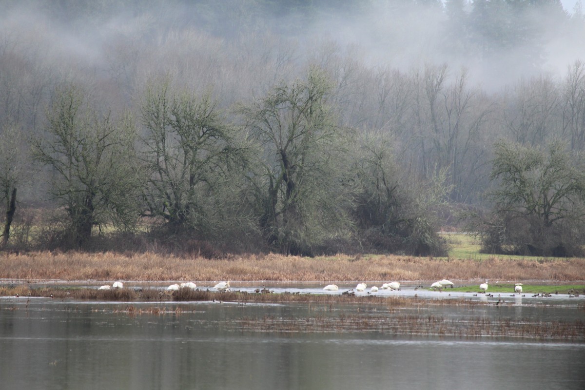 Trumpeter Swan - ML614078806