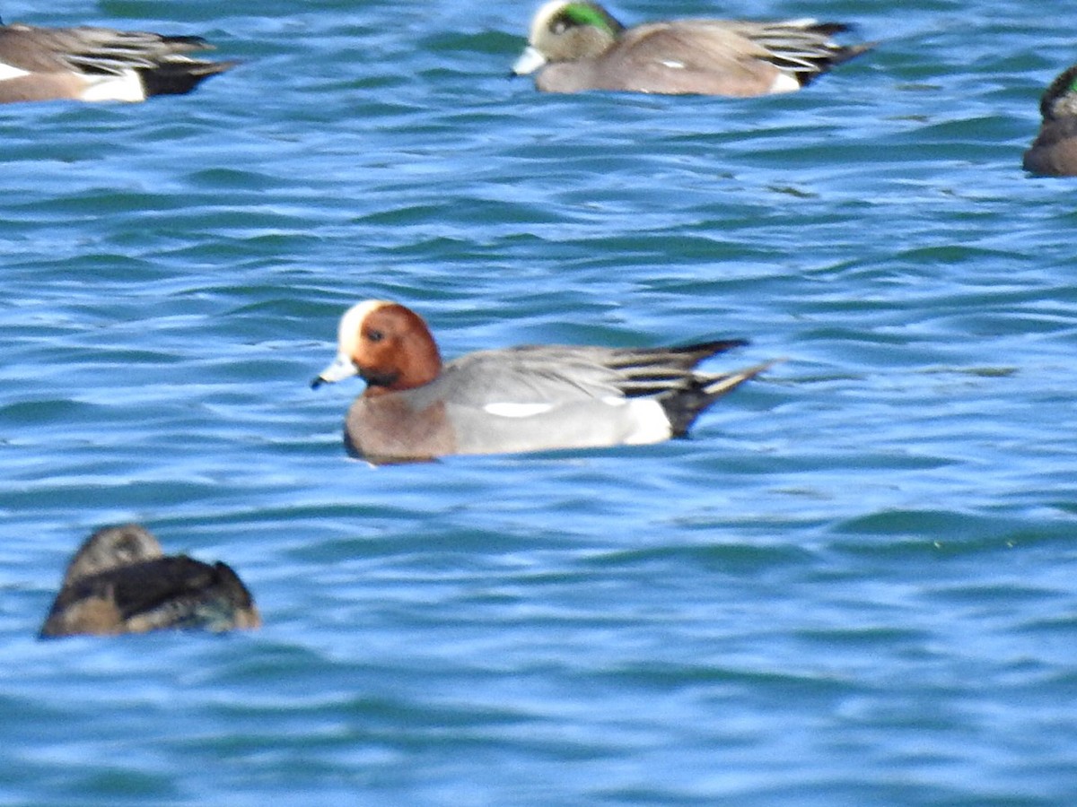 Eurasian Wigeon - Brian Johnson