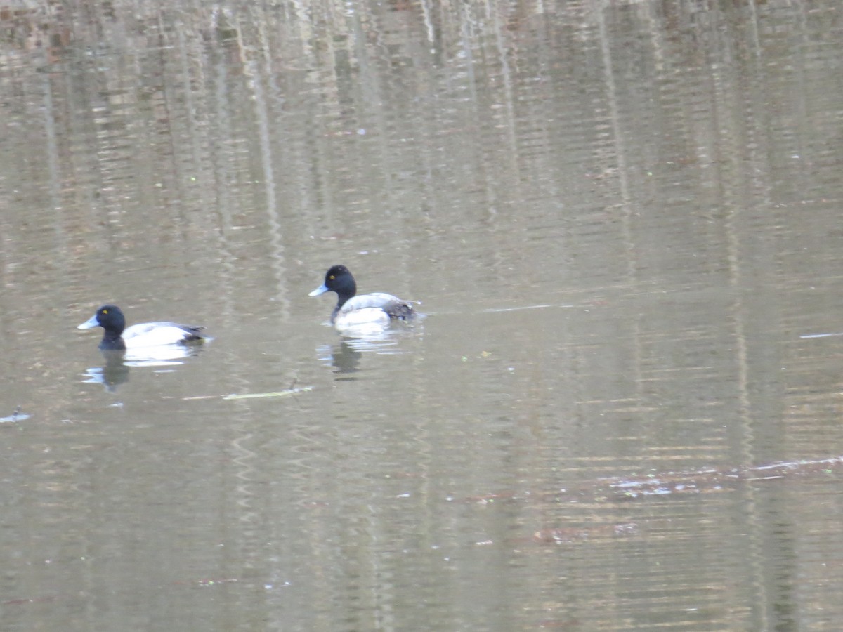 Greater Scaup - ML614078813