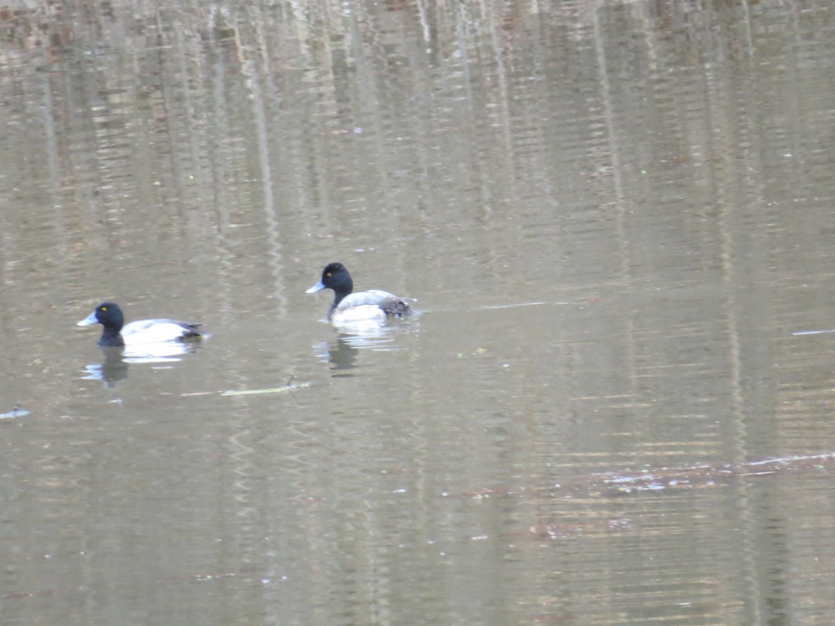 Greater Scaup - Phil Cantino