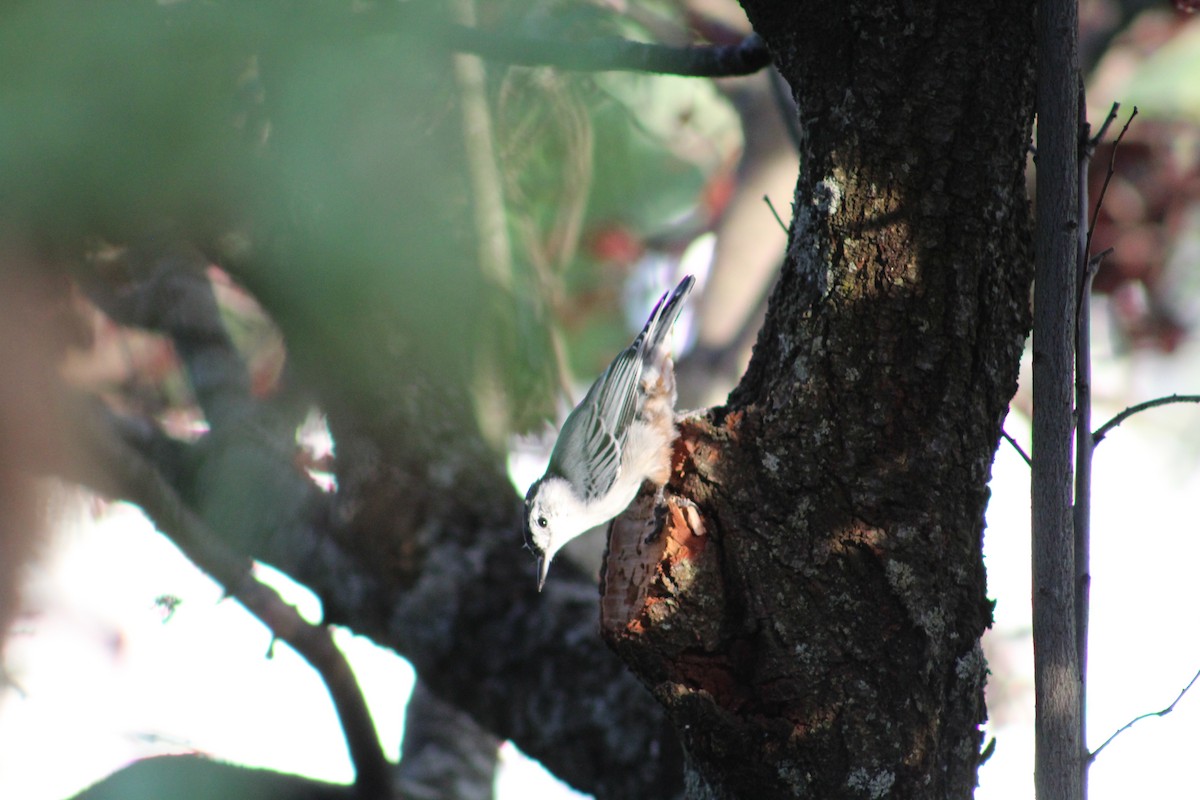 White-breasted Nuthatch - ML614078920