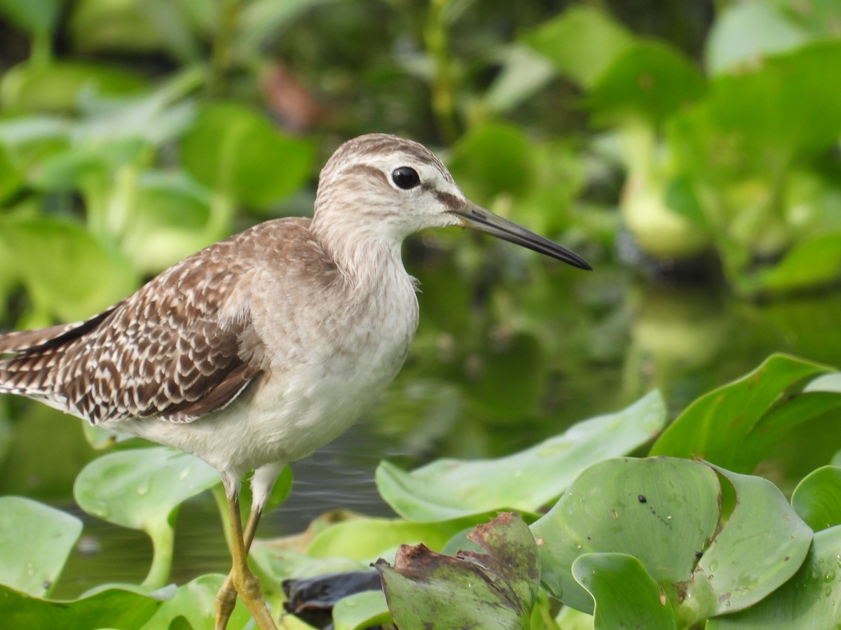 Wood Sandpiper - ML614078933