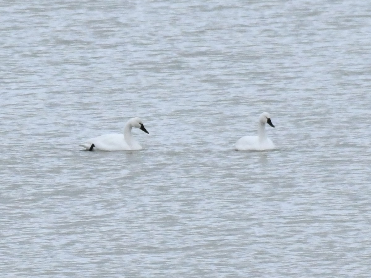 Tundra Swan - ML614078975