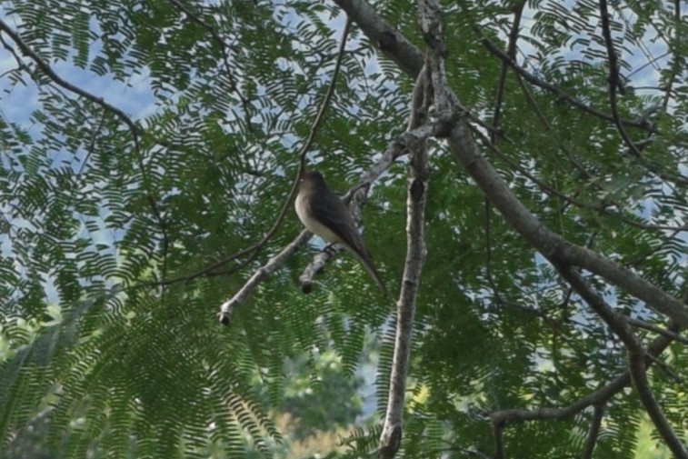 Eastern Phoebe - ML614078987