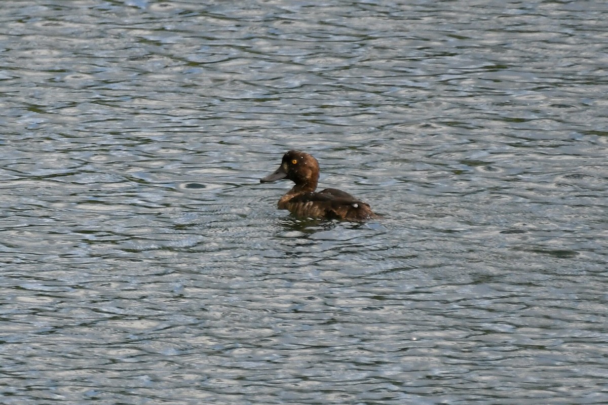 Tufted Duck - Ian Gardner