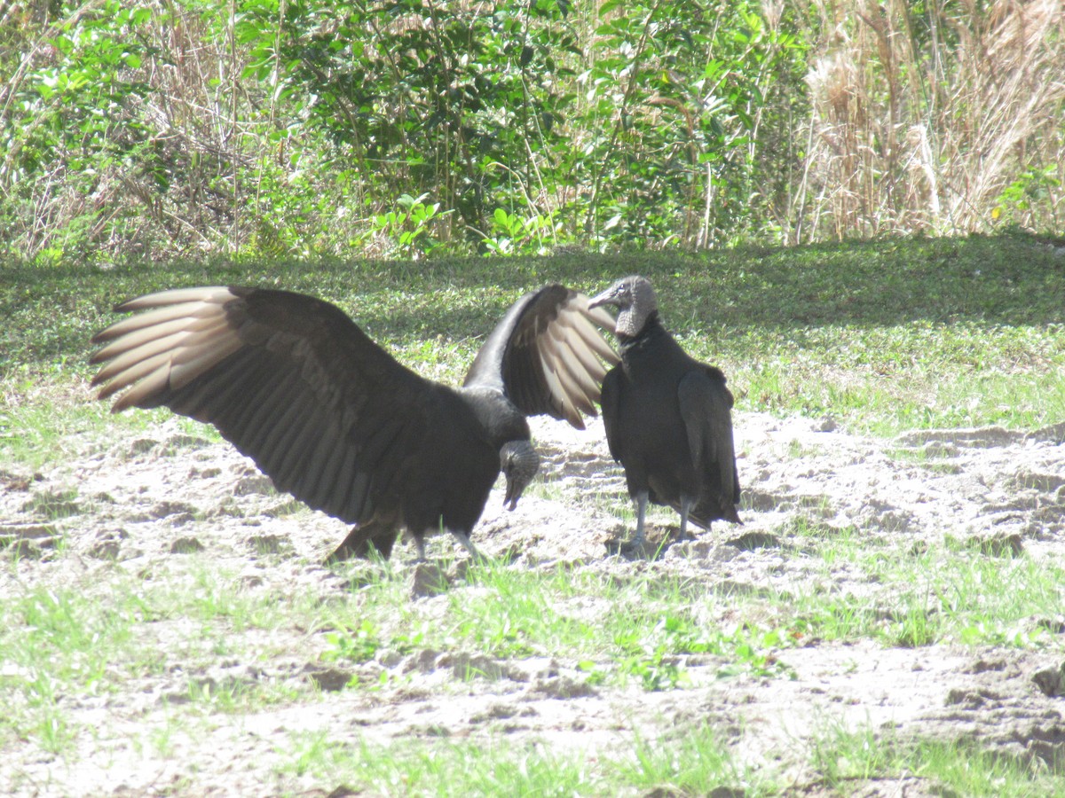 Black Vulture - ML614079005