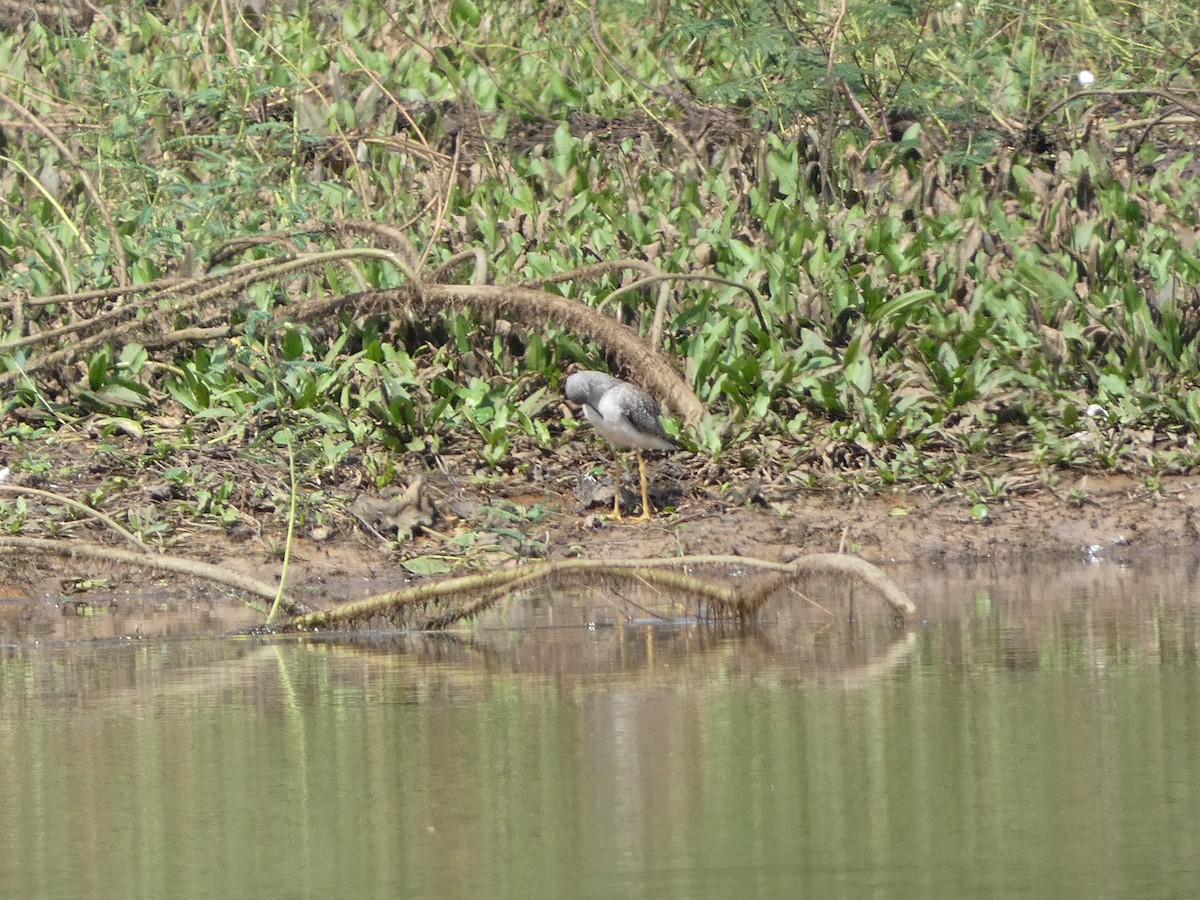 Greater Yellowlegs - ML614079008