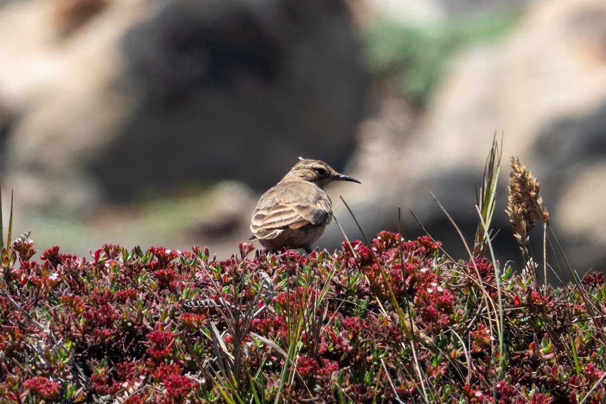 patagoniatunnelfugl - ML614079029