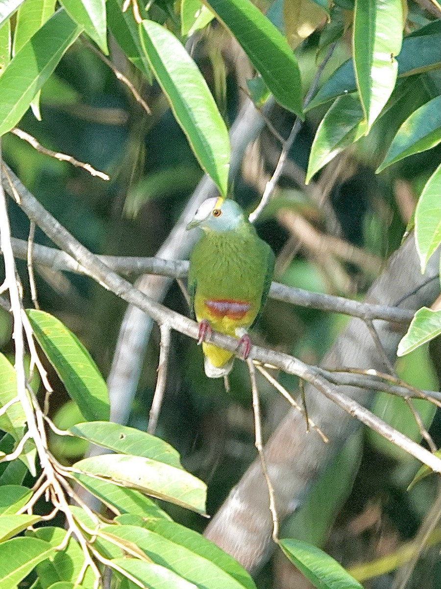 Coroneted Fruit-Dove - Howie Nielsen