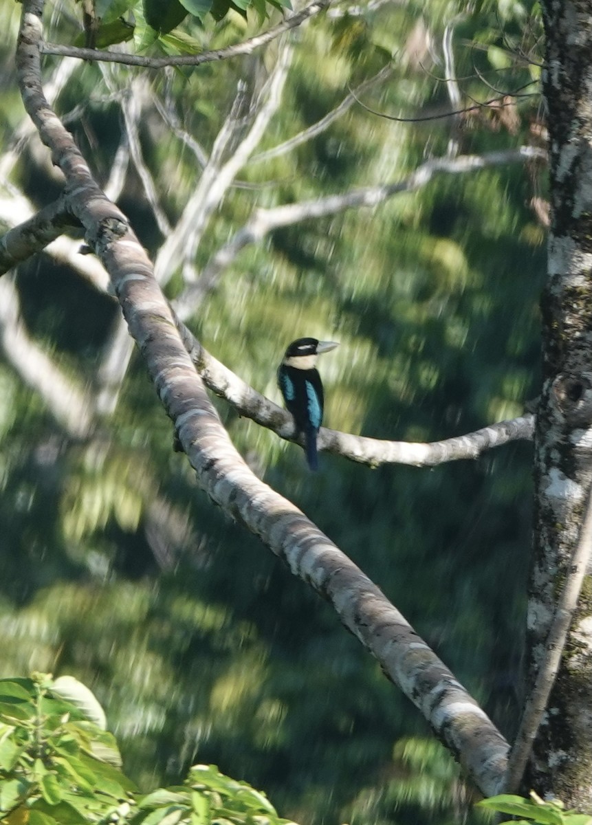 Rufous-bellied Kookaburra - ML614079087