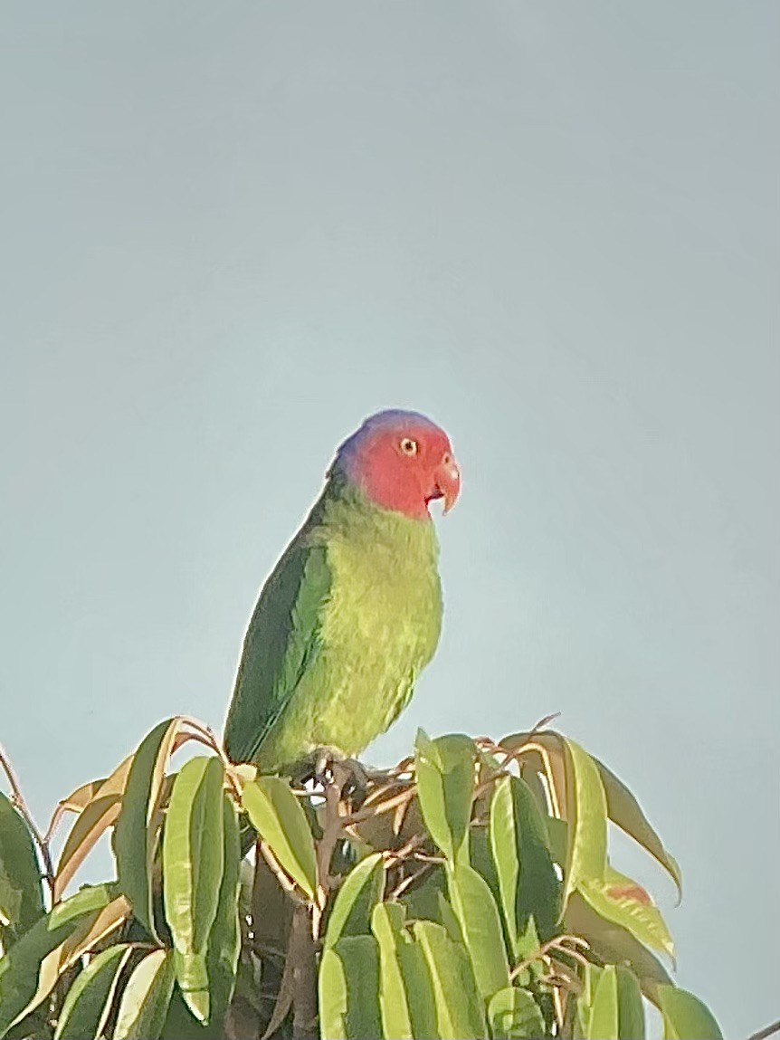 Red-cheeked Parrot - ML614079095