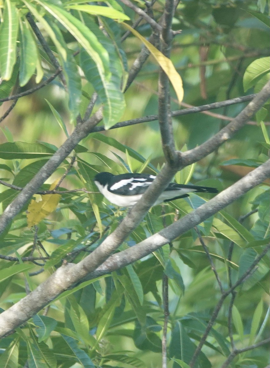 Black-browed Triller - Howie Nielsen