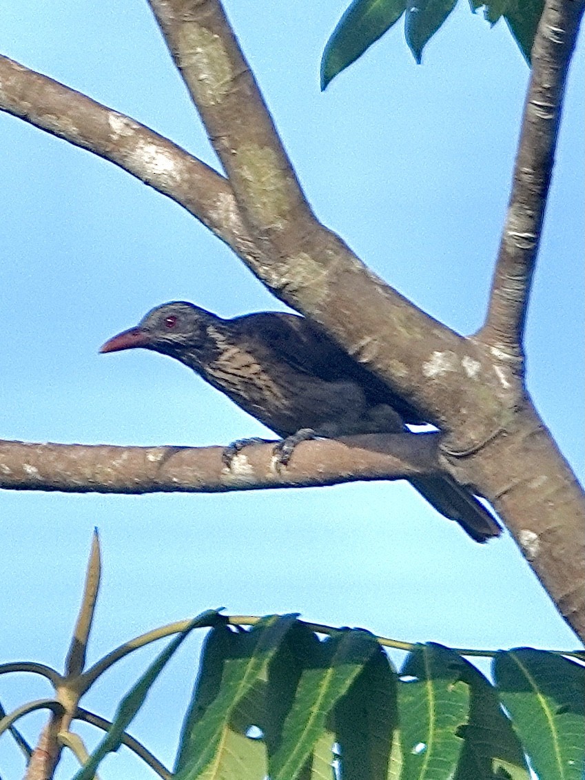 Brown Oriole - ML614079233