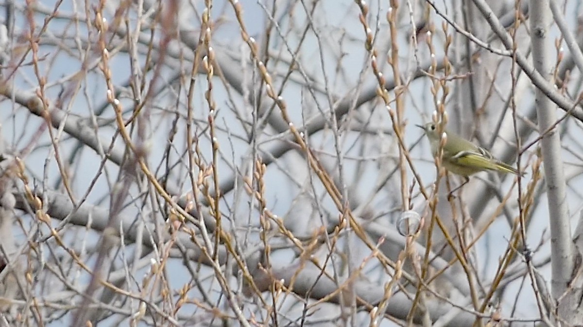 Ruby-crowned Kinglet - ML614079236