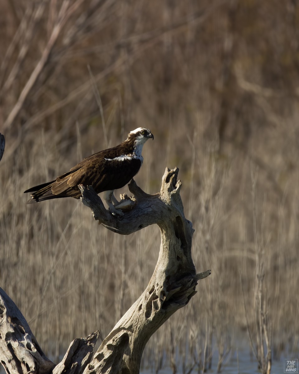 Osprey - ML614079242