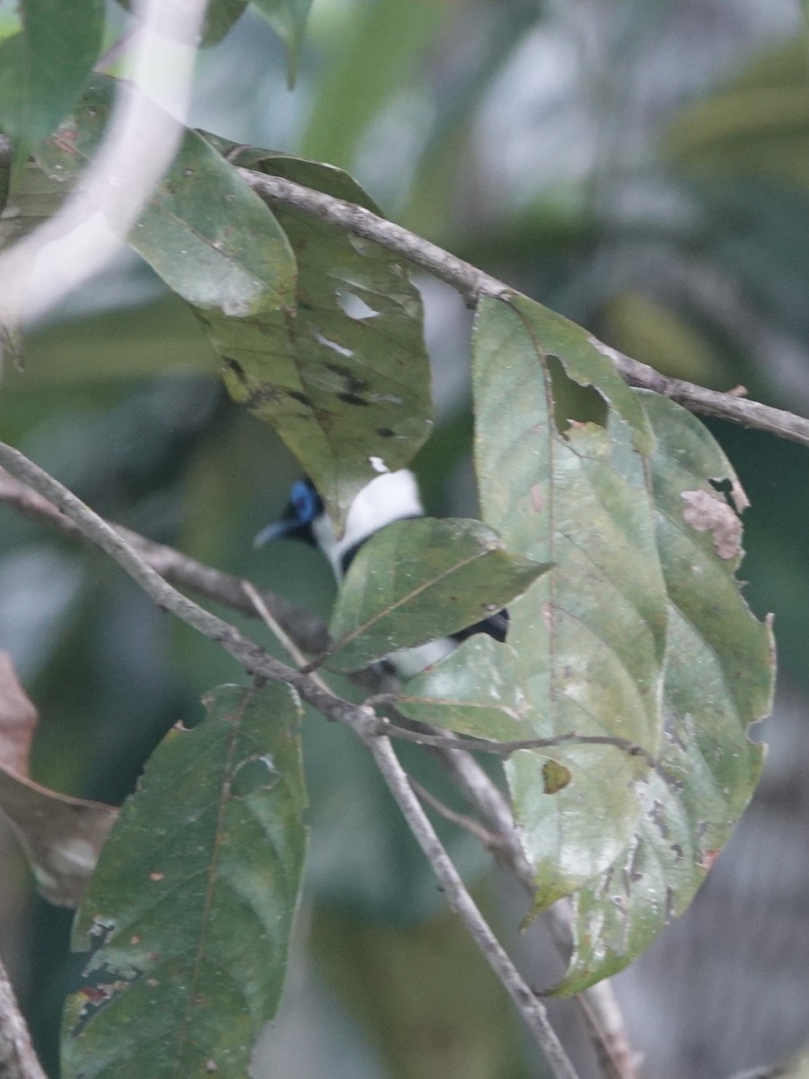 Frilled Monarch - Howie Nielsen