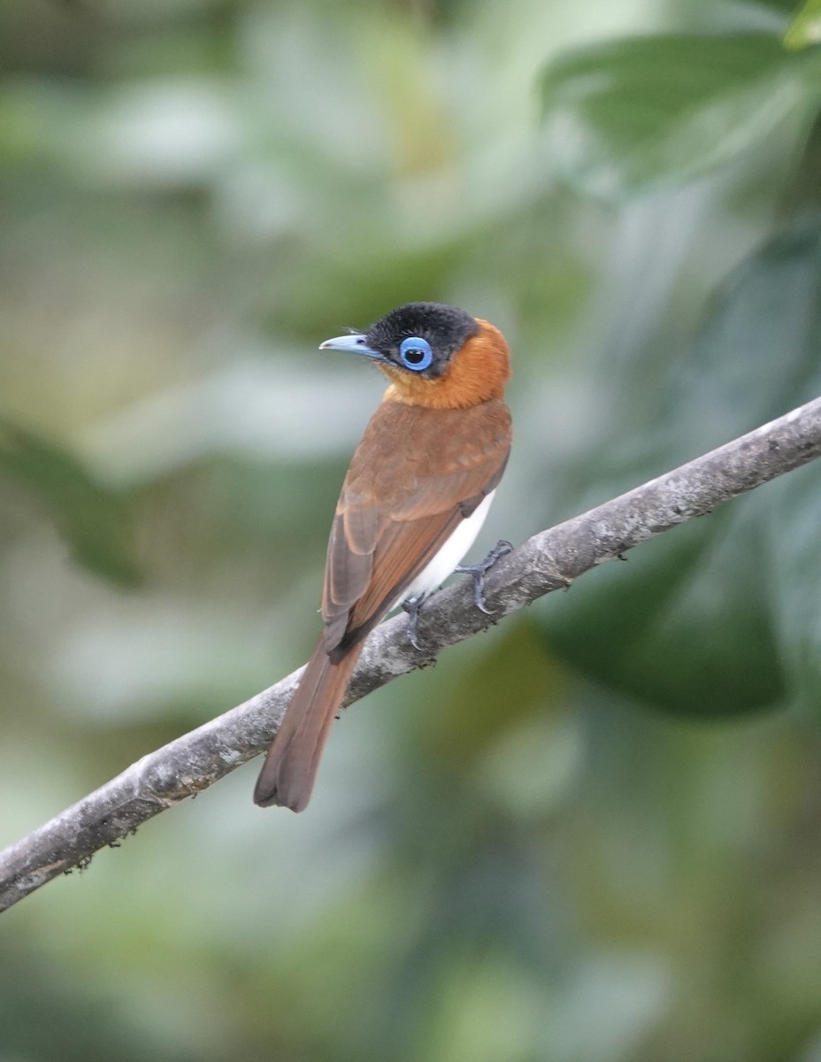 Frilled Monarch - Howie Nielsen