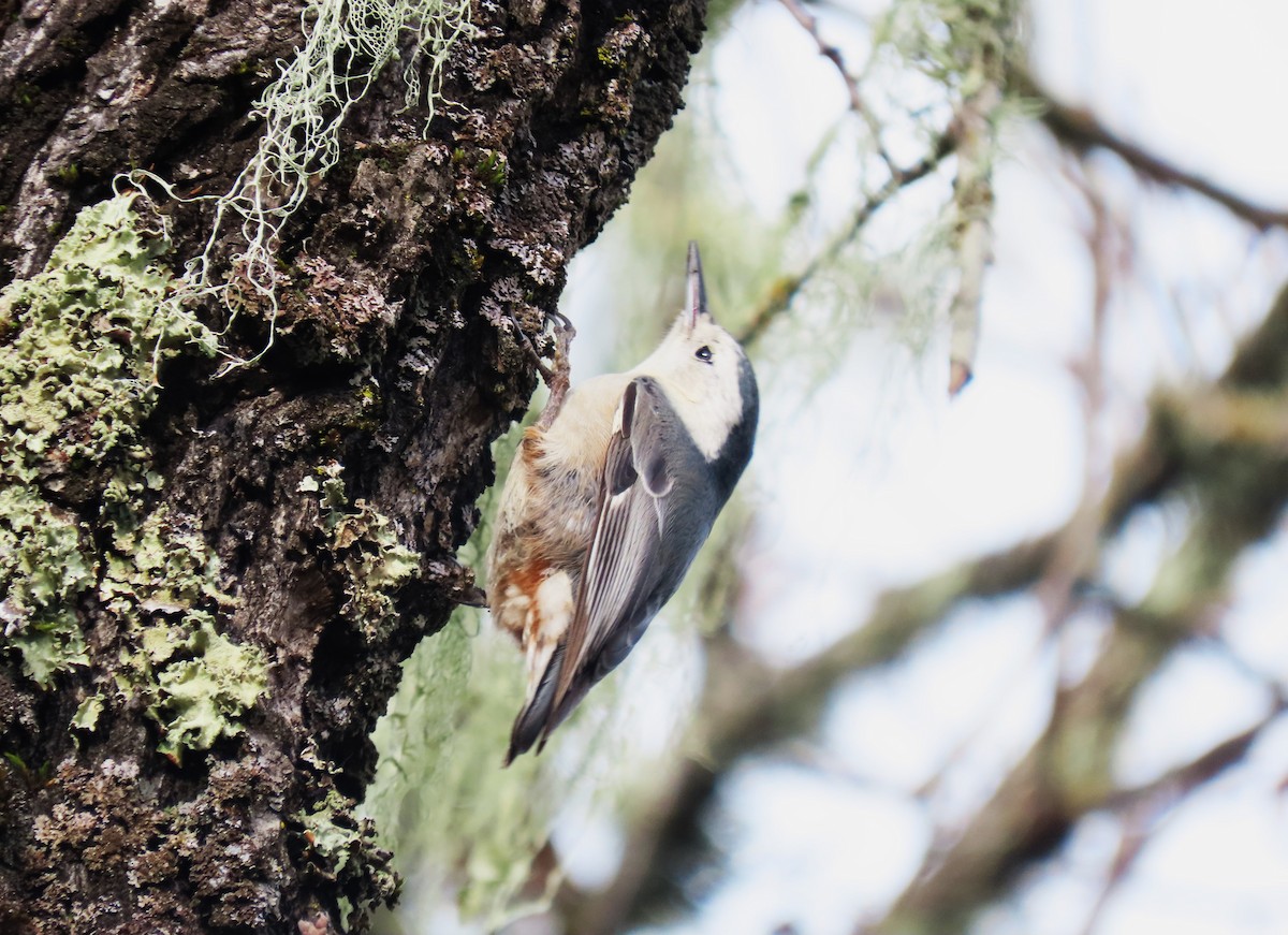 White-breasted Nuthatch (Pacific) - ML614079298