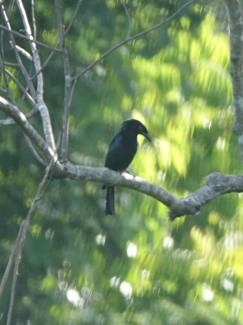 Singing Starling - ML614079307