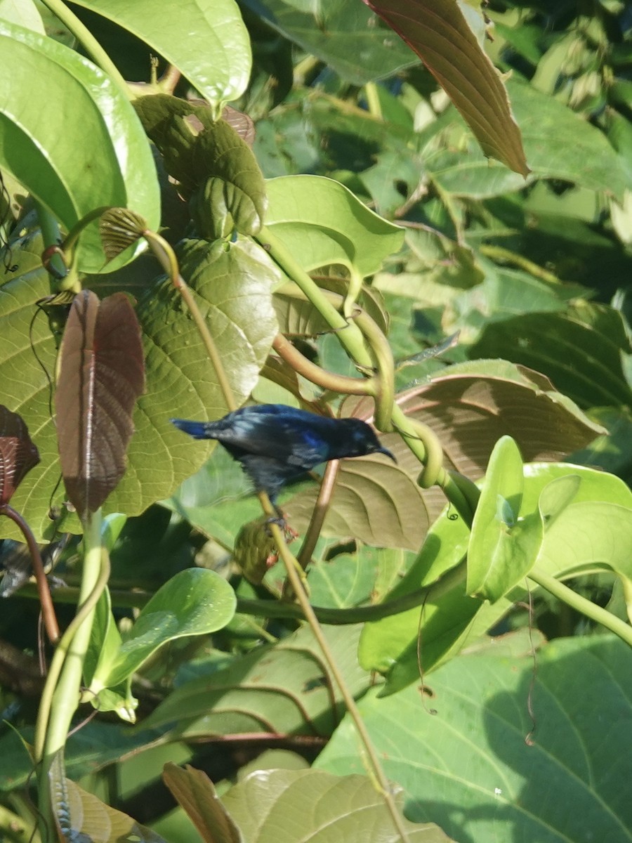 Black Sunbird - ML614079329