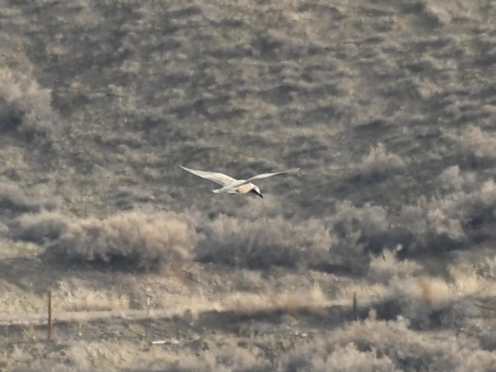 Glaucous-winged Gull - ML614079371