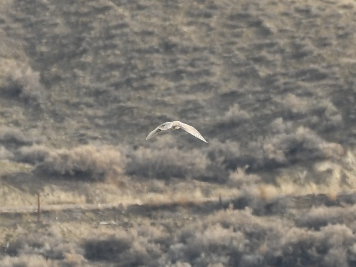 Glaucous-winged Gull - ML614079372