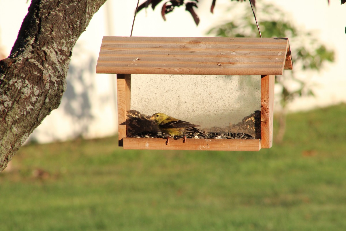 American Goldfinch - ML614079388