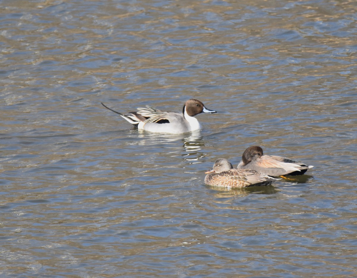 Northern Pintail - ML614079403