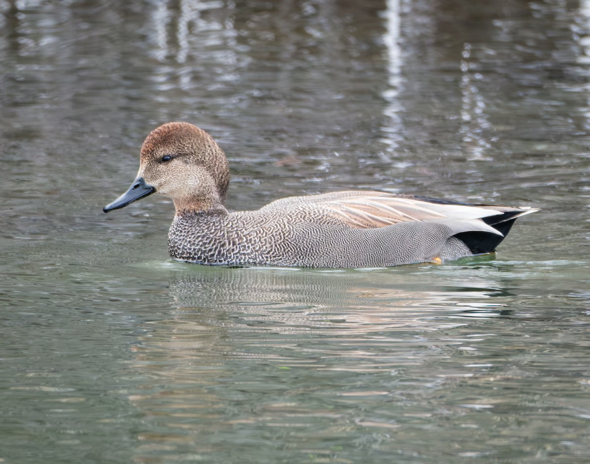 Gadwall - ML614079406