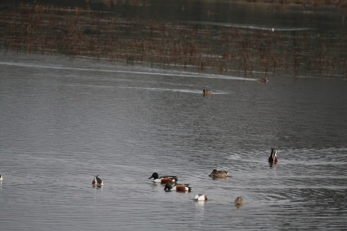 Northern Shoveler - ML614079465