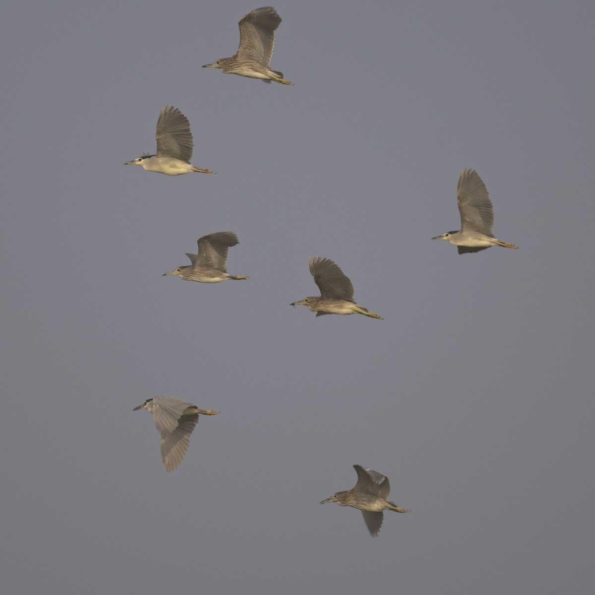 Black-crowned Night Heron - ML614079486