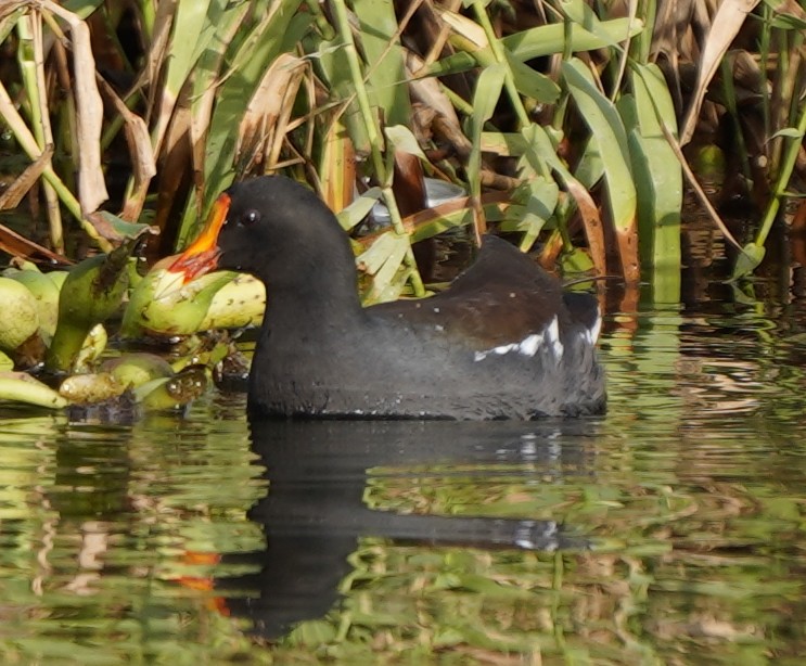 Common Gallinule - Bob Toleno