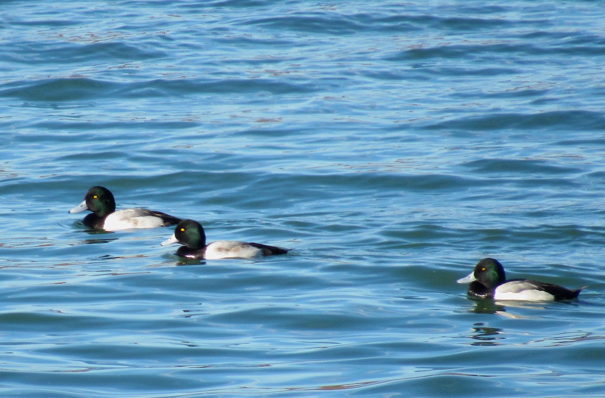 Greater Scaup - Adam C. Stein