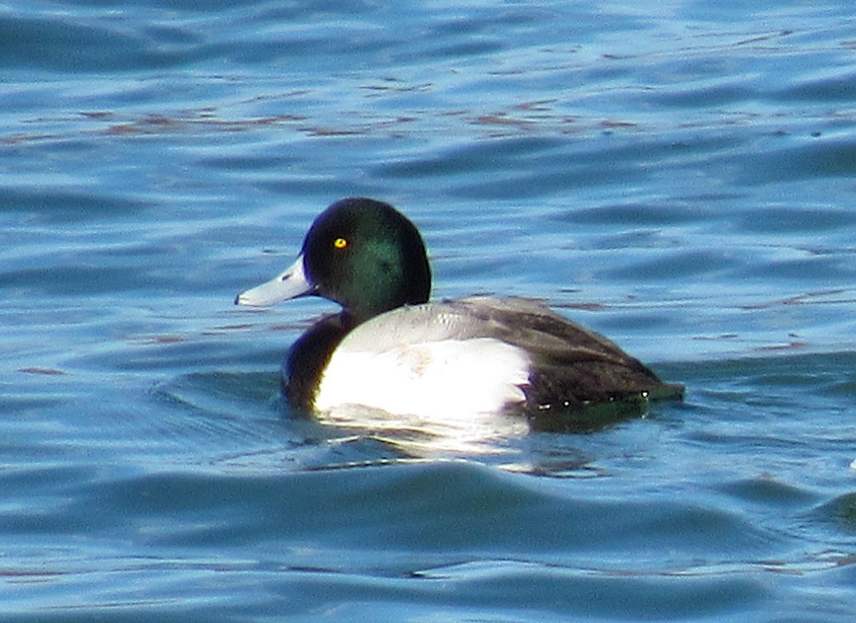 Greater Scaup - Adam C. Stein