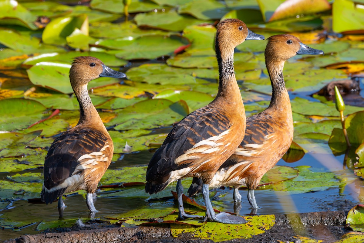 Fulvous Whistling-Duck - ML614079506