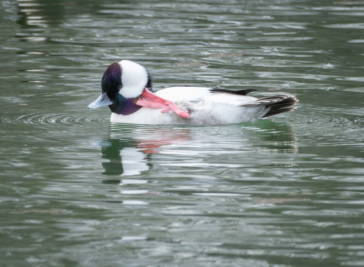 Bufflehead - ML614079533