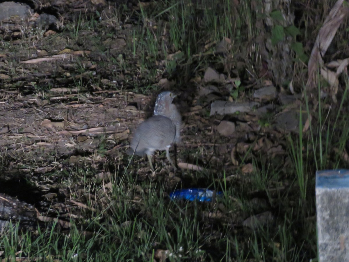 Malayan Night Heron - ML614079534