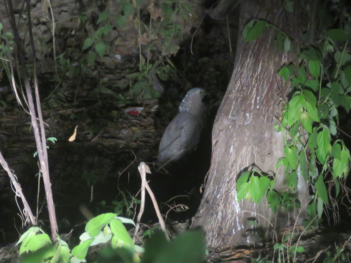Malayan Night Heron - ML614079535