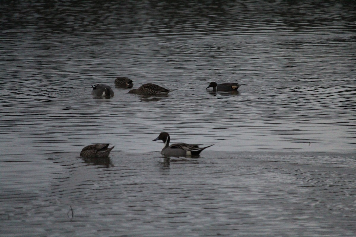 Northern Pintail - ML614079558