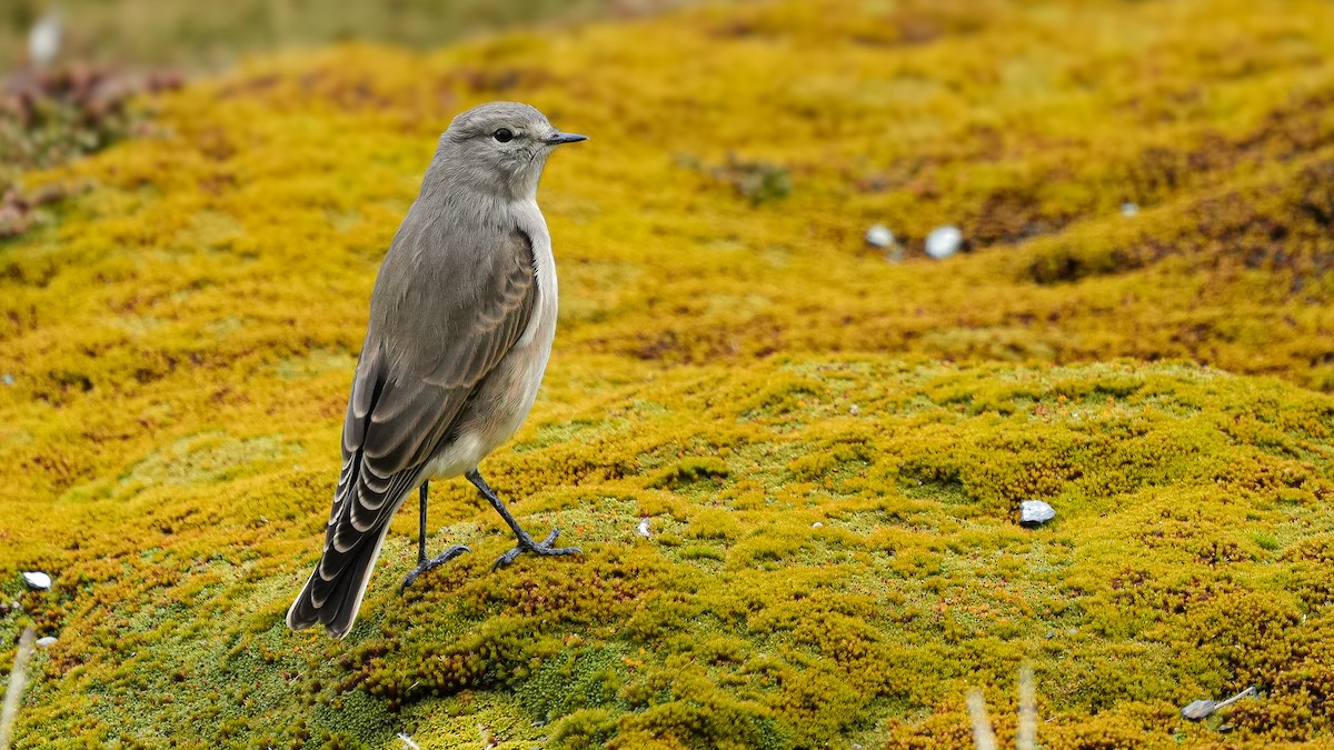 Ochre-naped Ground-Tyrant - ML614079566