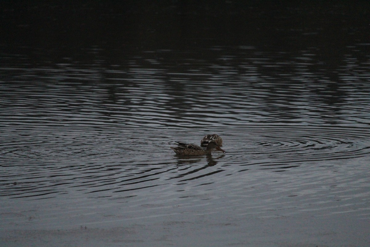 Northern Shoveler - ML614079613