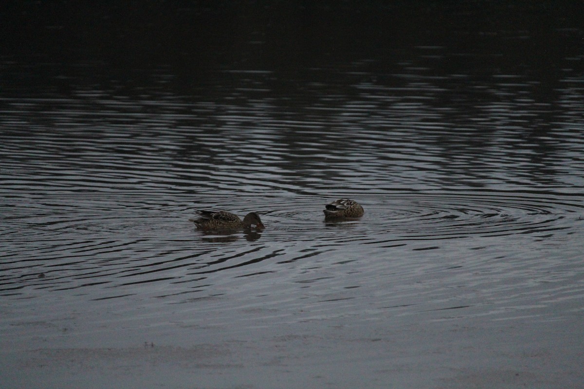 Northern Shoveler - ML614079618