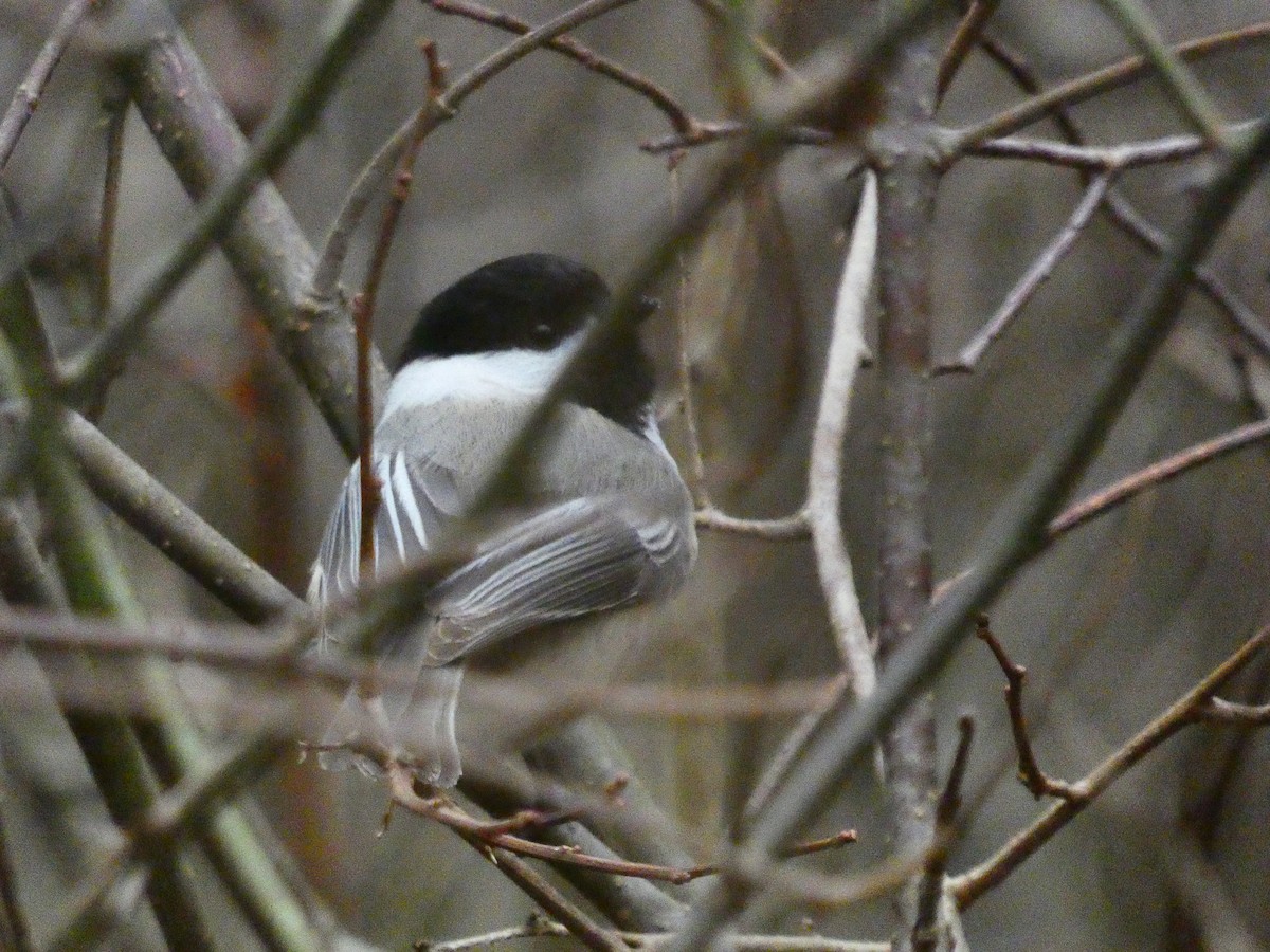 Black-capped Chickadee - ML614079623