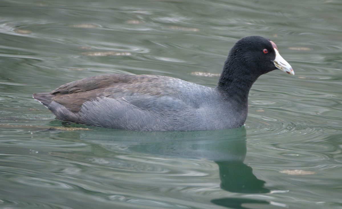 American Coot - ML614079624