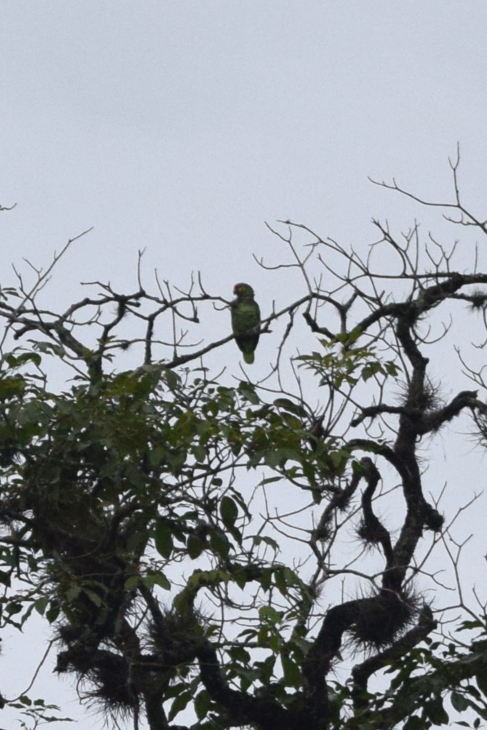 Red-lored Parrot - ML614079654