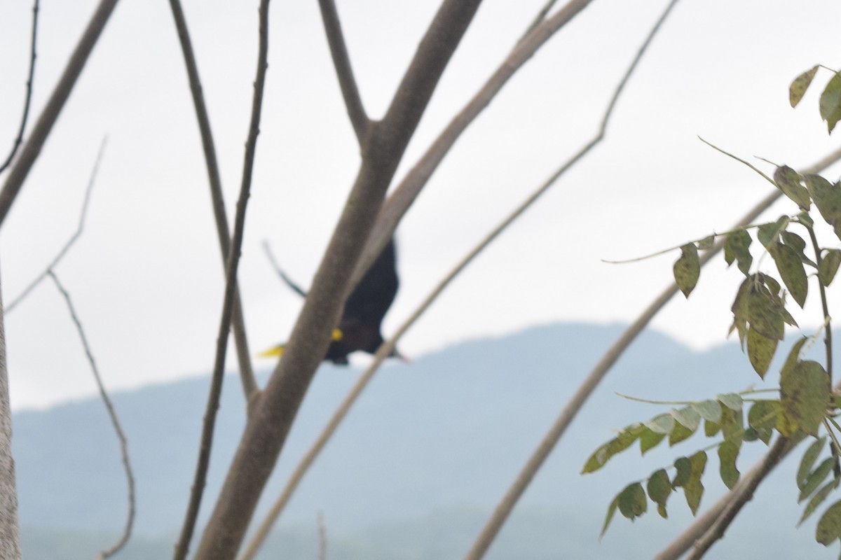 Montezuma Oropendola - ML614079659