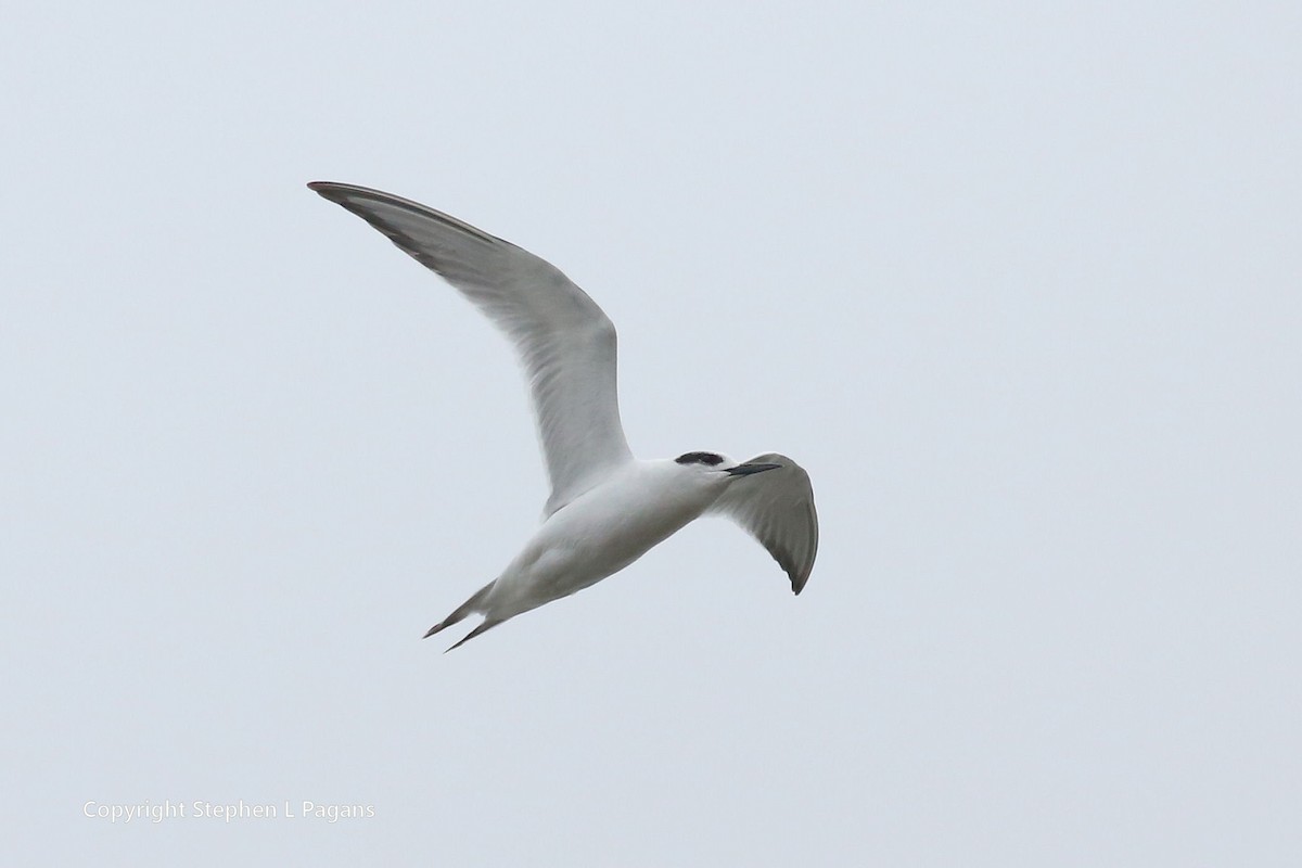 Forster's Tern - ML614079730