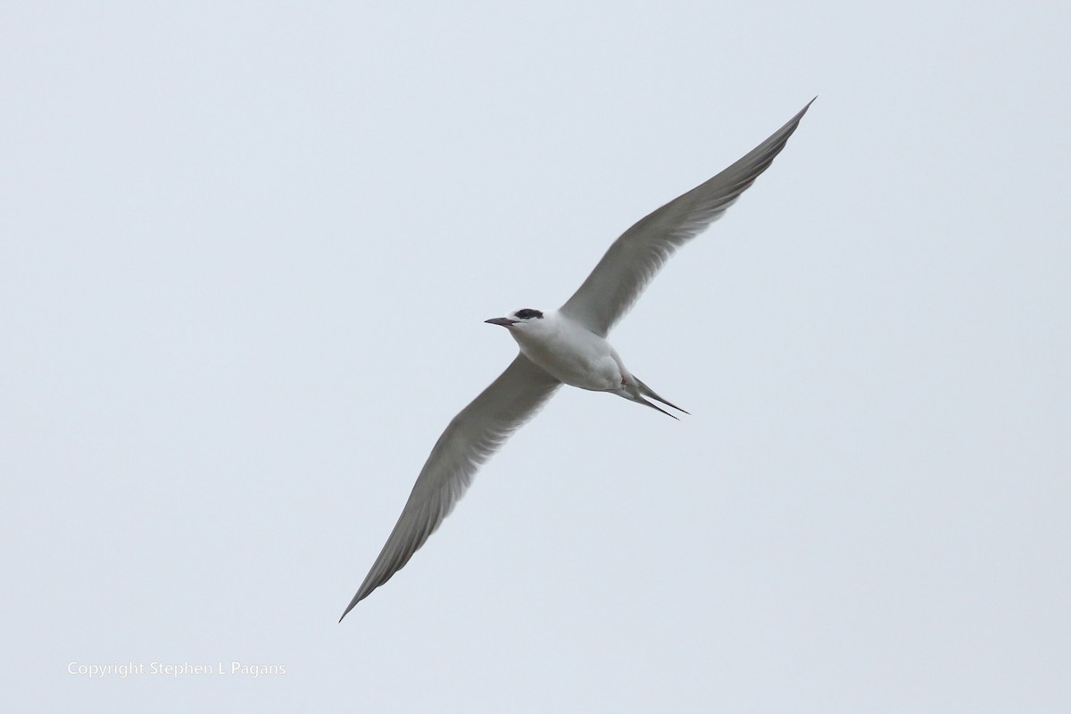 Forster's Tern - ML614079747