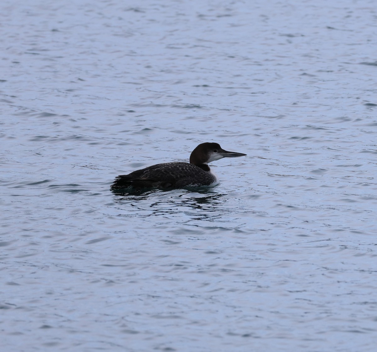 Common Loon - Ed Lavender