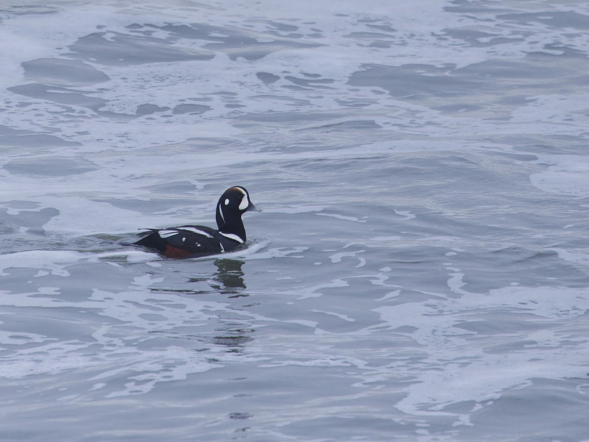 Pato Arlequín - ML614079789